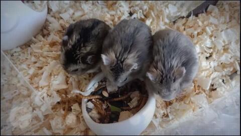 番鼠爆料视频大全,揭秘娱乐圈幕后真相 第1张 番鼠爆料视频大全,揭秘娱乐圈幕后真相 第1张